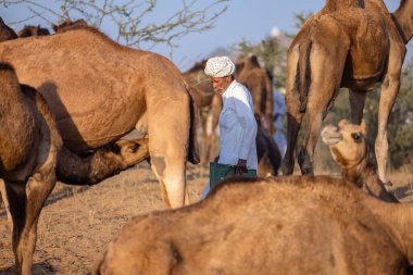 Puşkar, Rajasthan, Hindistan - 09 Kasım 2024: Çöldeki fuar alanında develerin ticareti sırasında geleneksel giysili bir Rajasthani halkının portresi.