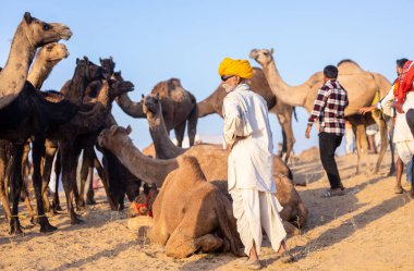 Puşkar, Rajasthan, Hindistan - 09 Kasım 2024: Çöldeki fuar alanında develerin ticareti sırasında geleneksel giysili bir Rajasthani halkının portresi.