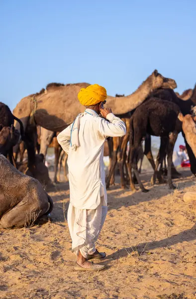 Puşkar, Rajasthan, Hindistan - Kasım 09 2024: Geleneksel beyaz elbiseli bir rajasthani erkeğinin portresi çöl panayırında deve pazarında deve ticareti yaparken renkli sarıklı.