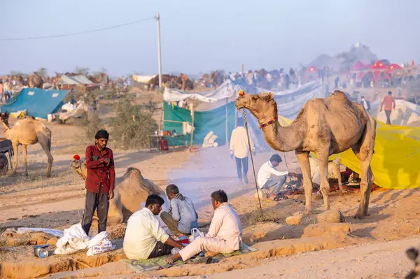 Pushkar Fuarı, deve festivali sırasında kum tepelerinin çöl zemininde deve süslemesi