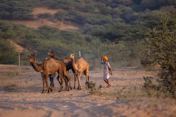 Puşkar, Rajasthan, Hindistan - Kasım 09 2024: İtme deve fuarı sırasında develeri takas etmek için çöl panayırında.
