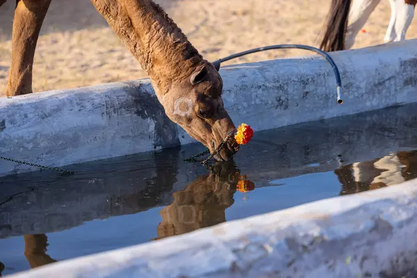 Pushkar Fuarı, deve festivali sırasında kum tepelerinin çöl zemininde deve süslemesi