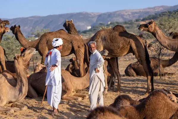 Puşkar, Rajasthan, Hindistan - 09 Kasım 2024: Çöldeki fuar alanında develerin ticareti sırasında geleneksel giysili bir Rajasthani halkının portresi.