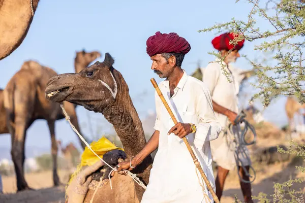 Puşkar, Rajasthan, Hindistan - 09 Kasım 2024: Çöldeki fuar alanında develerin ticareti sırasında geleneksel giysili bir Rajasthani halkının portresi.