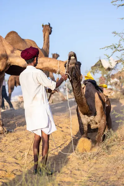 Puşkar, Rajasthan, Hindistan - 09 Kasım 2024: Çöldeki fuar alanında develerin ticareti sırasında geleneksel giysili bir Rajasthani halkının portresi.