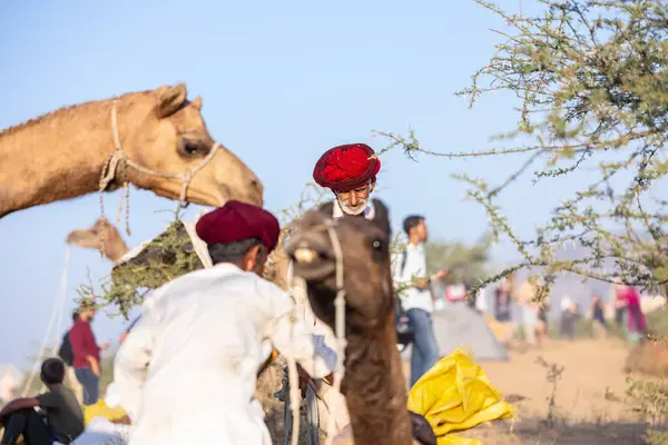 Puşkar, Rajasthan, Hindistan - 09 Kasım 2024: Çöldeki fuar alanında develerin ticareti sırasında geleneksel giysili bir Rajasthani halkının portresi.