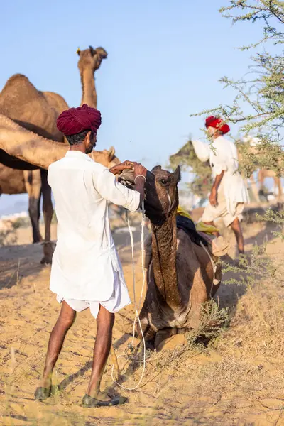 Puşkar, Rajasthan, Hindistan - 09 Kasım 2024: Çöldeki fuar alanında develerin ticareti sırasında geleneksel giysili bir Rajasthani halkının portresi.