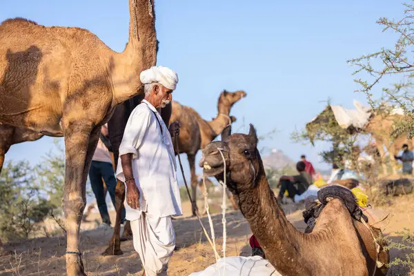 Puşkar, Rajasthan, Hindistan - 09 Kasım 2024: Çöldeki fuar alanında develerin ticareti sırasında geleneksel giysili bir Rajasthani halkının portresi.