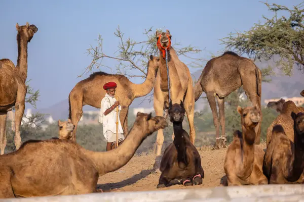 Puşkar, Rajasthan, Hindistan - 09 Kasım 2024: Çöldeki fuar alanında develerin ticareti sırasında geleneksel giysili bir Rajasthani halkının portresi.