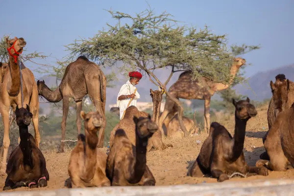Puşkar, Rajasthan, Hindistan - 09 Kasım 2024: Çöldeki fuar alanında develerin ticareti sırasında geleneksel giysili bir Rajasthani halkının portresi.