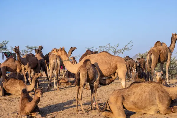Puşkar, Rajasthan, Hindistan - 09 Kasım 2024: Çöldeki fuar alanında develerin ticareti sırasında geleneksel giysili bir Rajasthani halkının portresi.