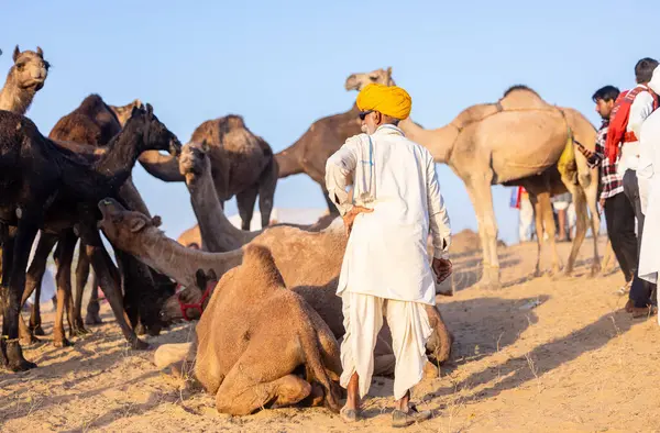 Puşkar, Rajasthan, Hindistan - 09 Kasım 2024: Çöldeki fuar alanında develerin ticareti sırasında geleneksel giysili bir Rajasthani halkının portresi.
