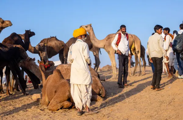 Puşkar, Rajasthan, Hindistan - 09 Kasım 2024: Çöldeki fuar alanında develerin ticareti sırasında geleneksel giysili bir Rajasthani halkının portresi.