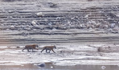 Suda yavruları olan bir grup kaplan.