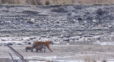 Suda yavruları olan bir grup kaplan.
