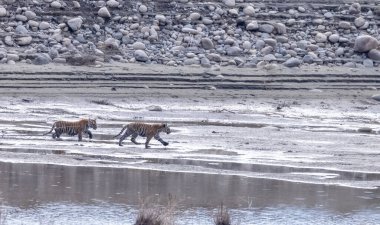 Suda yavruları olan bir grup kaplan.