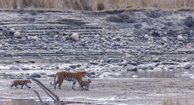 Suda yavruları olan bir grup kaplan.