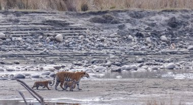 Suda yavruları olan bir grup kaplan.