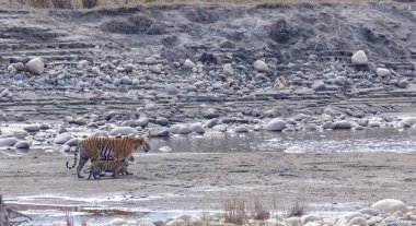 Suda yavruları olan bir grup kaplan.