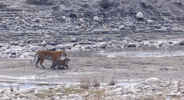 Suda yavruları olan bir grup kaplan.