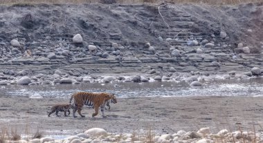 Suda yavruları olan bir grup kaplan.