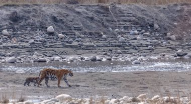 Suda yavruları olan bir grup kaplan.