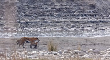 Suda yavruları olan bir grup kaplan.