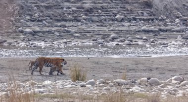 Suda yavruları olan bir grup kaplan.