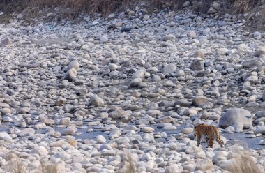 Dişi kaplan (Panthera tigris) Jim Corbett Ulusal Parkı 'nda orman geyiği avlıyor..