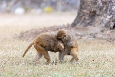Rhesus macaque (Macaca mulatta) or Indian Monkey in forest  
