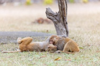 Rhesus macaque (Macaca mulatta) ya da ormandaki Hint maymunu.  