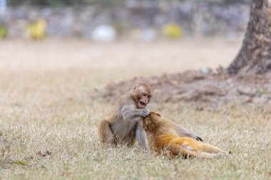 Rhesus macaque (Macaca mulatta) ya da ormandaki Hint maymunu.  