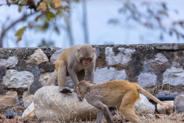 Rhesus macaque (Macaca mulatta) ya da ormandaki Hint maymunu.  