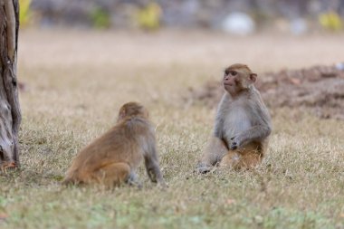 Rhesus macaque (Macaca mulatta) ya da ormandaki Hint maymunu.  
