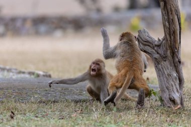 Rhesus macaque (Macaca mulatta) ya da ormandaki Hint maymunu.  