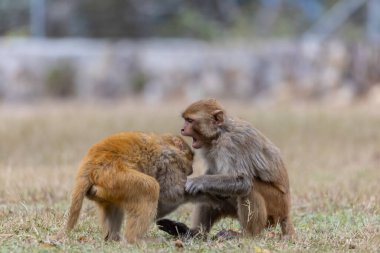 Rhesus macaque (Macaca mulatta) ya da ormandaki Hint maymunu.  