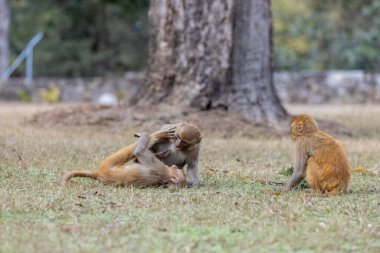 Rhesus macaque (Macaca mulatta) ya da ormandaki Hint maymunu. 