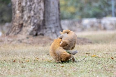 Rhesus macaque (Macaca mulatta) ya da ormandaki Hint maymunu. 