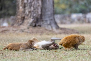 Rhesus macaque (Macaca mulatta) ya da ormandaki Hint maymunu. 