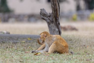 Rhesus macaque (Macaca mulatta) ya da ormandaki Hint maymunu. 