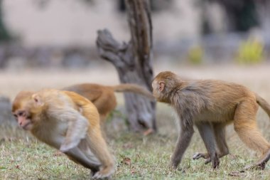 Rhesus macaque (Macaca mulatta) ya da ormandaki Hint maymunu. 