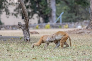 Rhesus macaque (Macaca mulatta) ya da ormandaki Hint maymunu. 