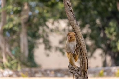 Rhesus macaque (Macaca mulatta) ya da ormandaki Hint maymunu. 