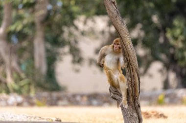 Rhesus macaque (Macaca mulatta) ya da ormandaki Hint maymunu. 