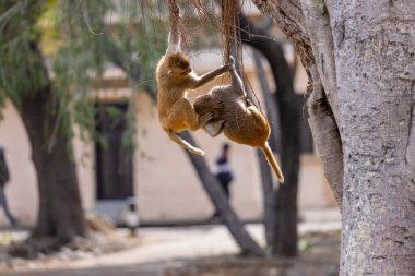 Rhesus macaque (Macaca mulatta) or Indian Monkey in forest 