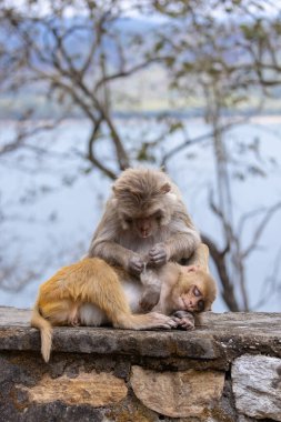Rhesus macaque (Macaca mulatta) or Indian Monkey in forest 