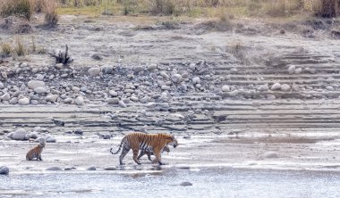 Vahşi doğada yürüyen bir grup kaplan. Vahşi yaşam konsepti 