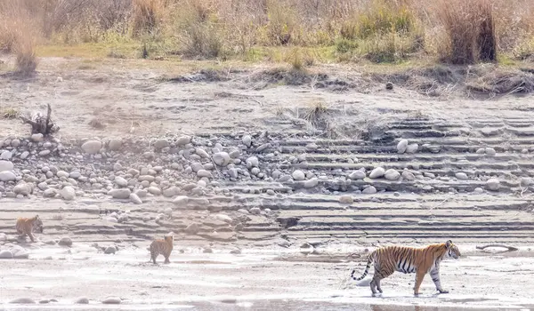 Hayvanat bahçesinde yavruları olan kaplan