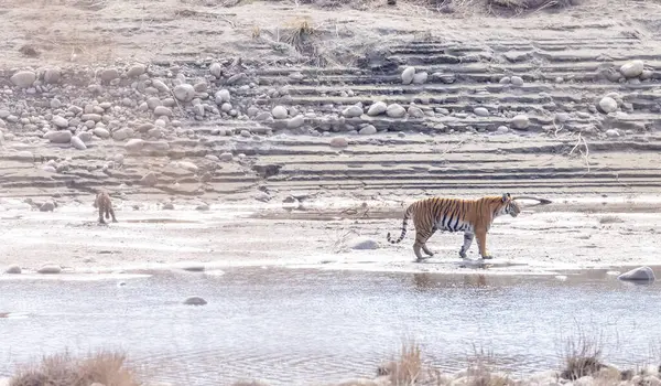 Hayvanat bahçesinde yavruları olan kaplan