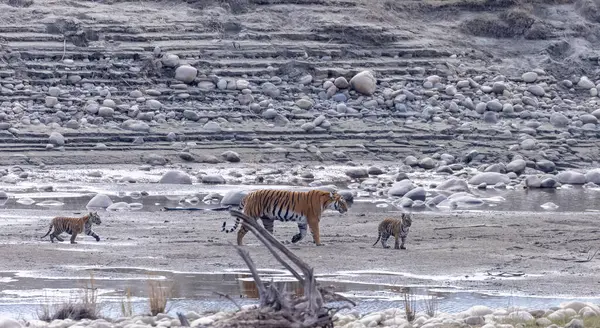 Suda yavruları olan bir grup kaplan.